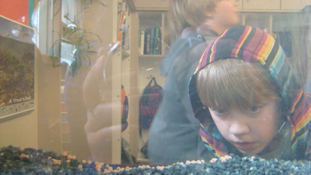 Trout in the Classroom 