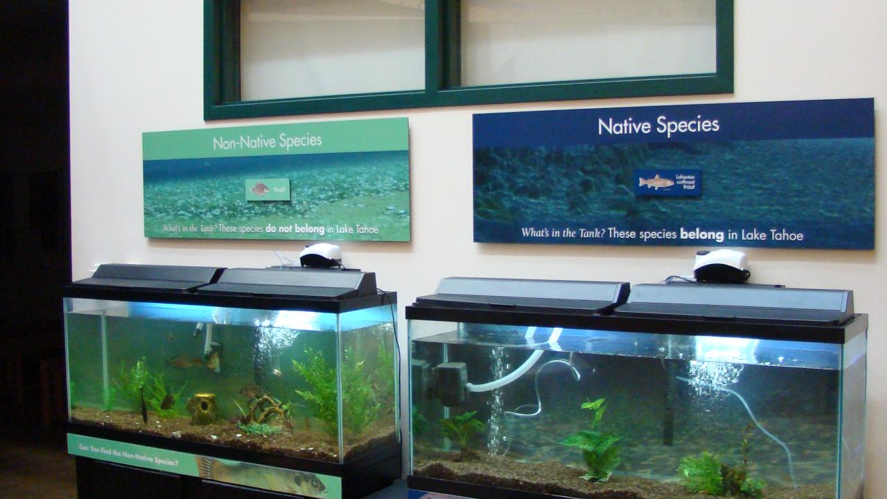 Aquarium exhibit of native and non-native fish 