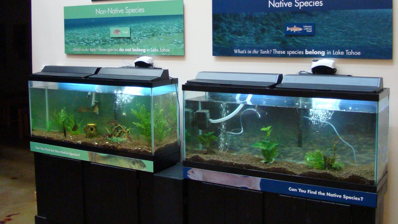 Aquarium exhibit of native and non-native fish 
