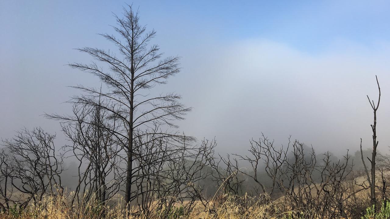 Aftermath of Tubbs fire at Pepperwood