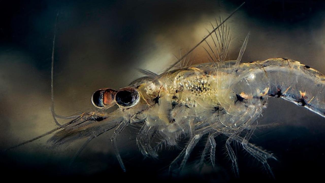 Mysis Diluviana