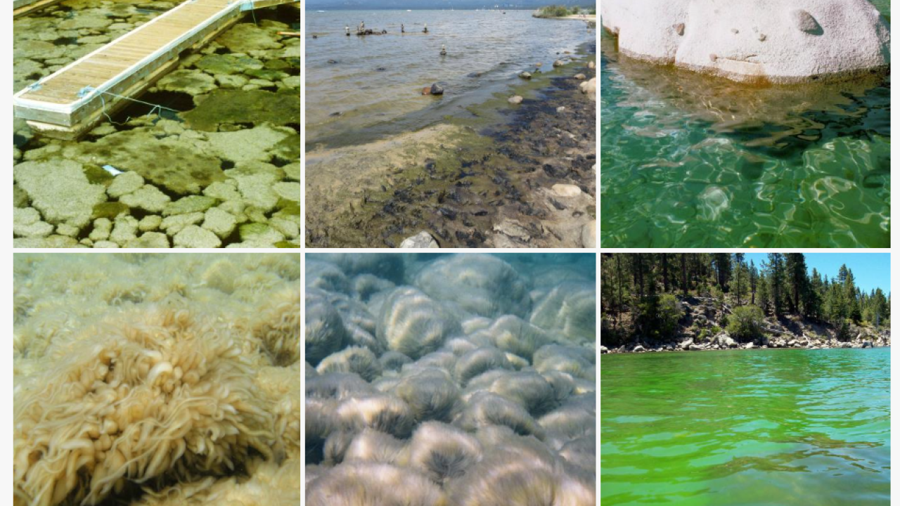 Photos of nearshore algae