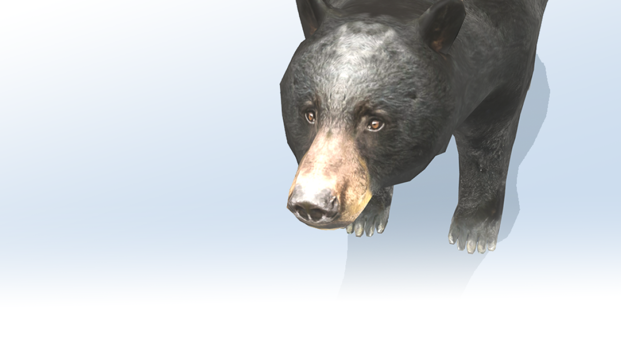 California Black Bear AR Model
