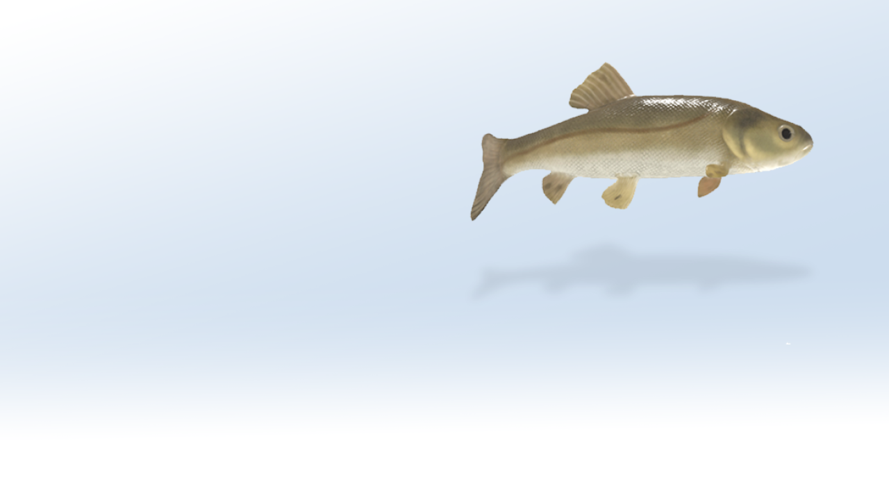 Tui Chub AR Model