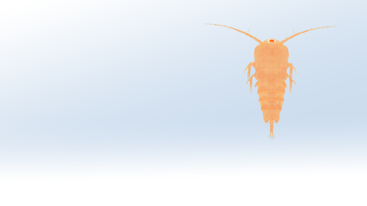 Diaptomus AR Model