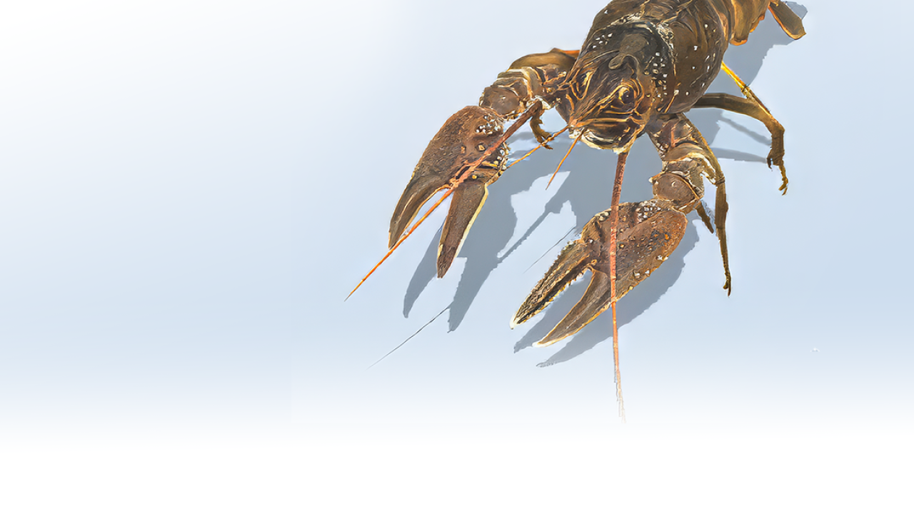 Signal Crayfish AR Model