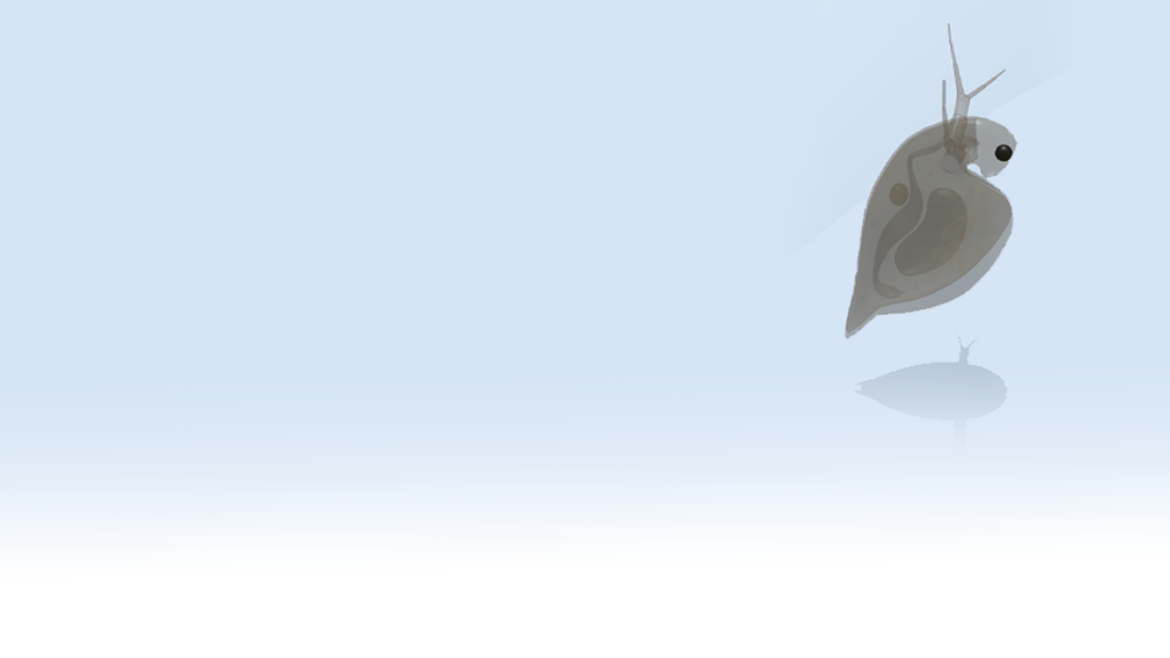 Daphnia AR Model