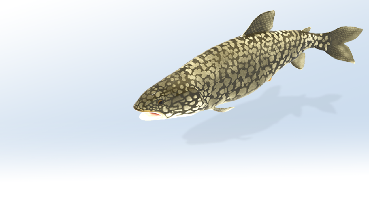 Lake Trout or Mackinaw AR Model