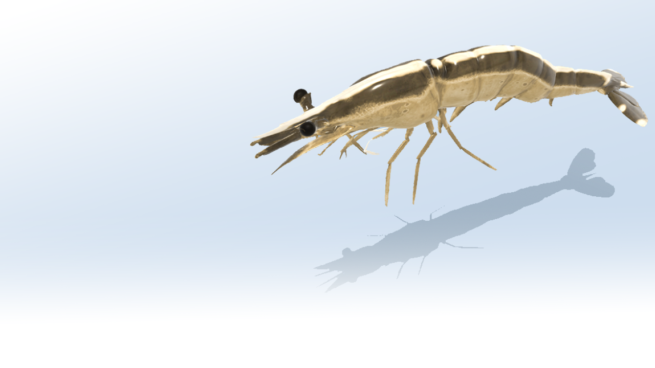 Mysis Shrimp AR Model