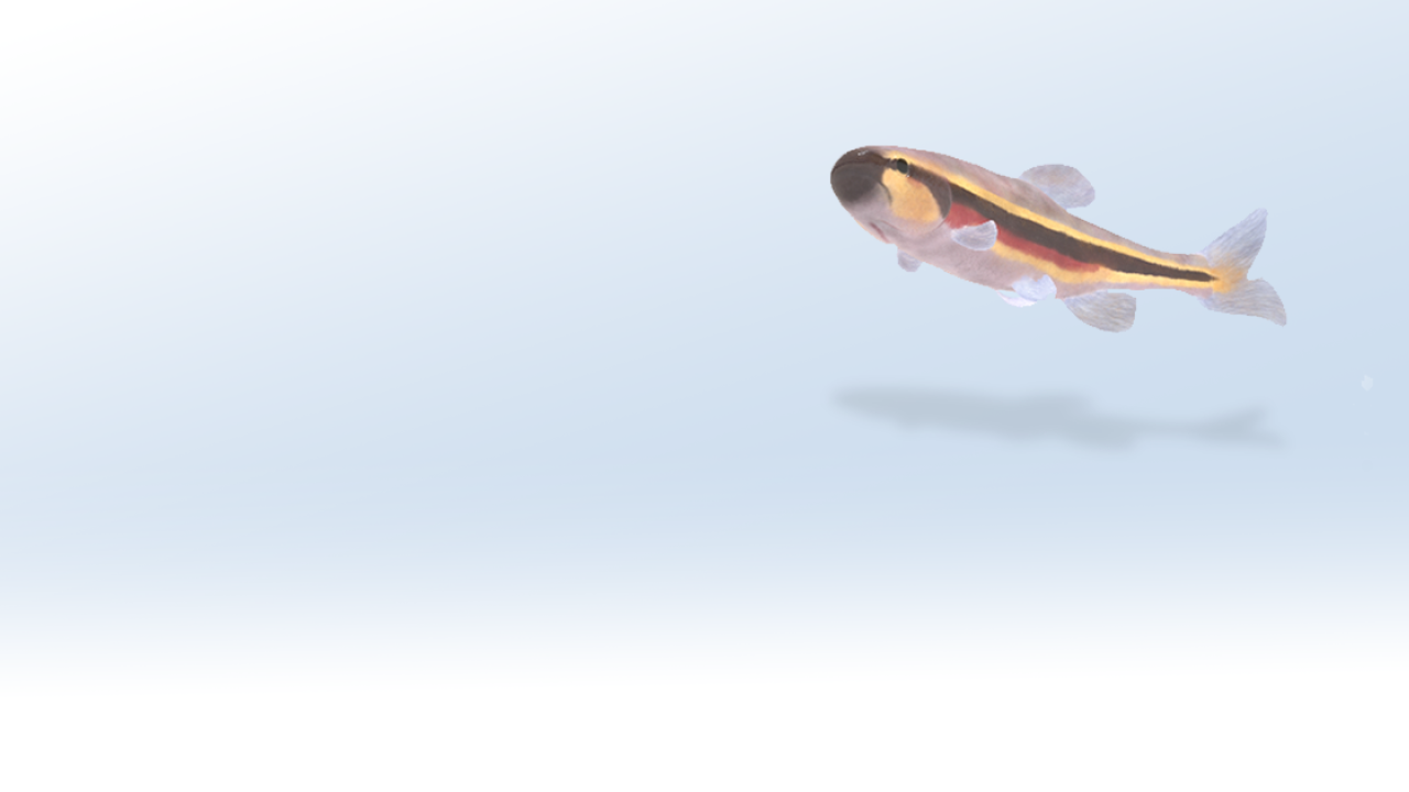 Lahontan Redside Shiner AR model