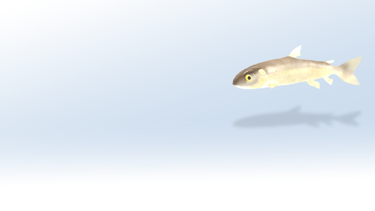Mountain Whitefish AR Model
