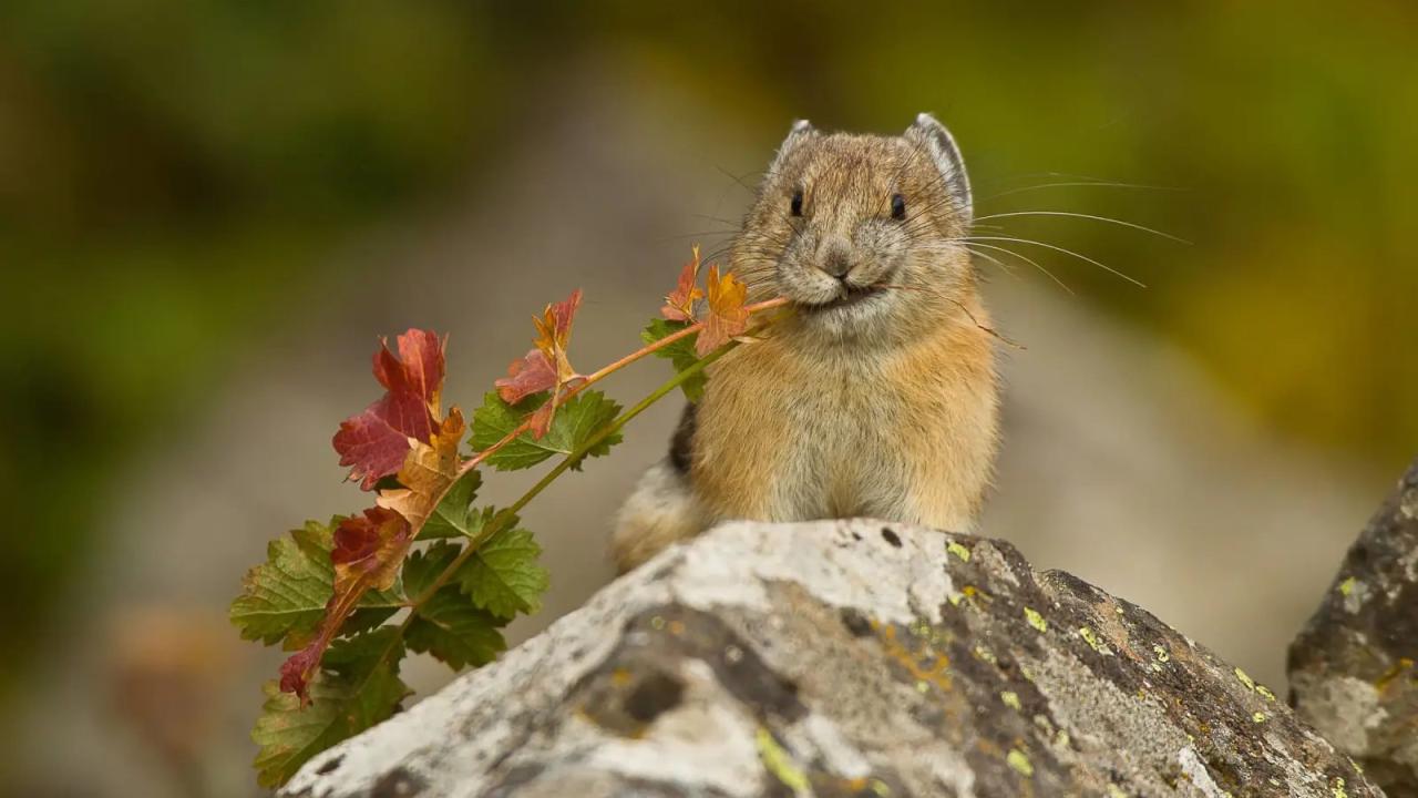 American Pika