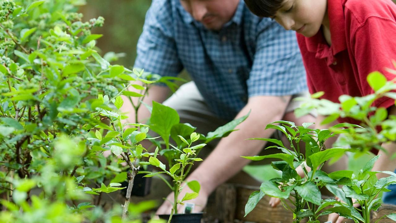 Gardeners in the garden