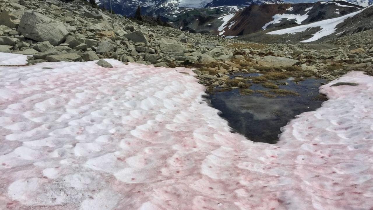red snow caused by bacteria