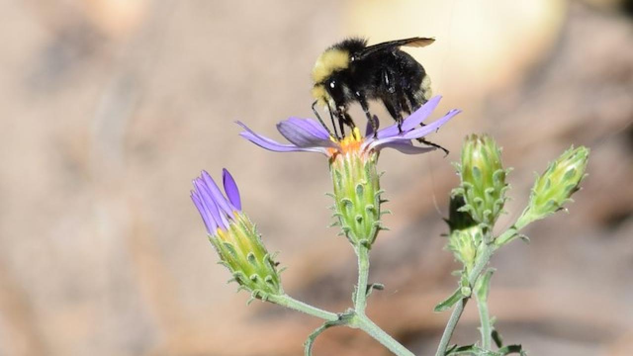 A bee pollinates a flower