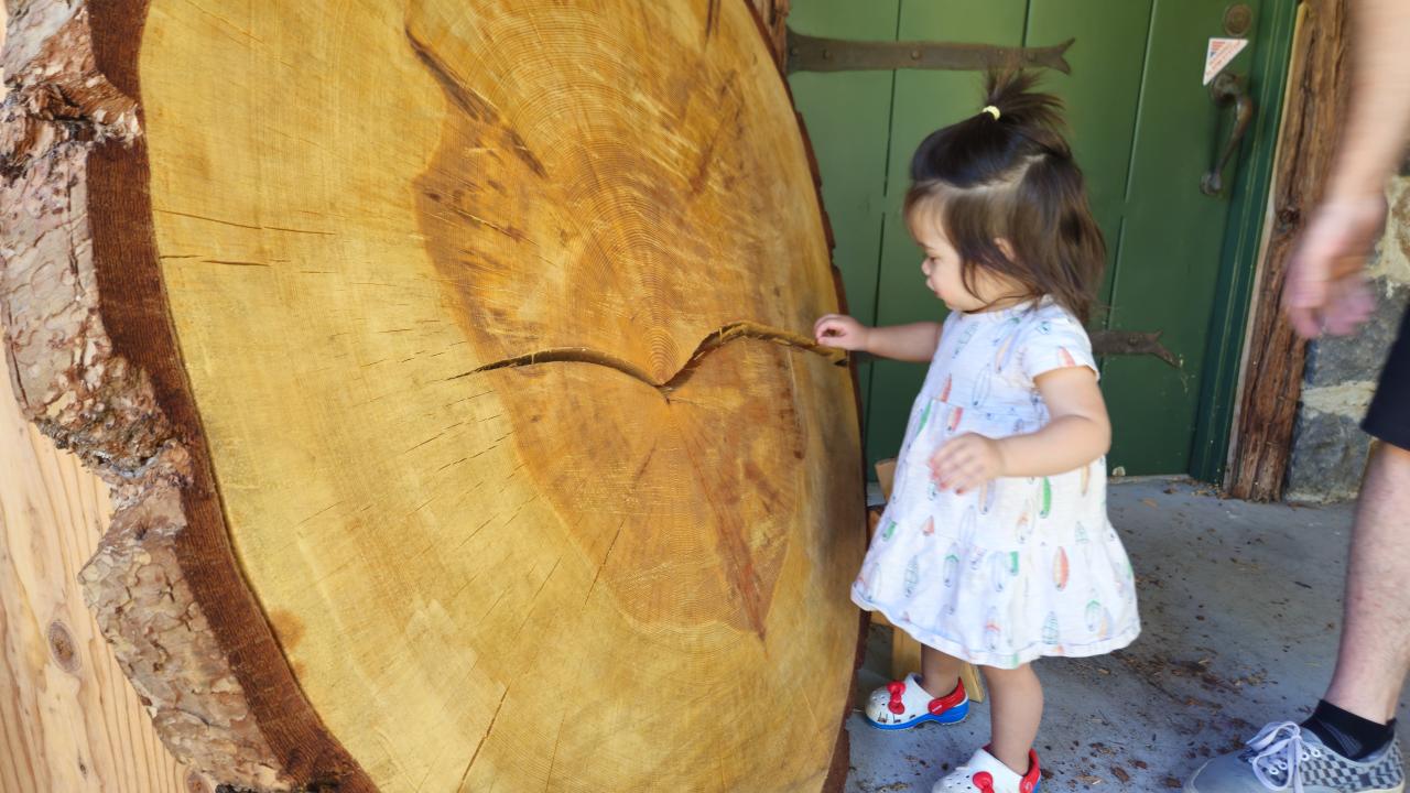 toddle explores the tree rings on a large tree cookie