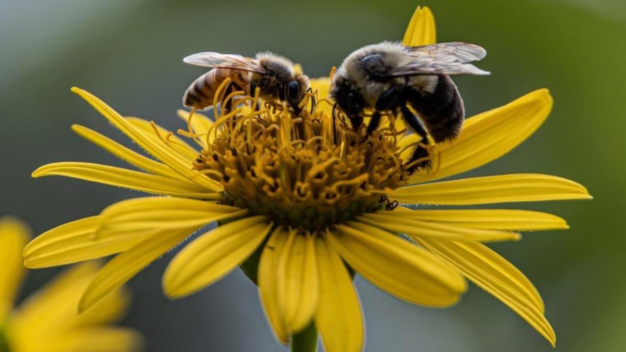 Two bees on yellow flower
