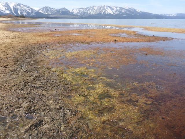 Algae on the shoreline of South Lake Tahoe