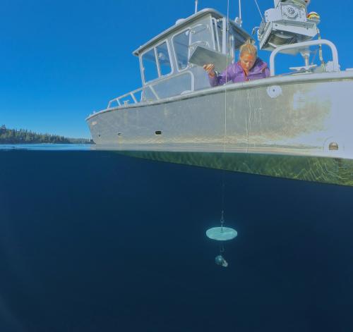 Secchi disk being lowered into Lake Tahoe