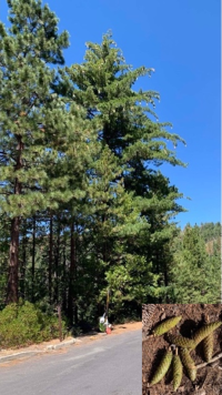 Roadside tree for forest ecology