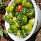 harvested tomatoes