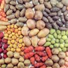 Plant potatoes this year