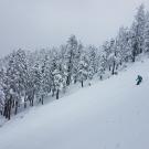 Skier with snowy trees