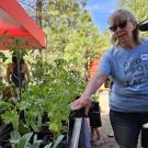 plant sales at the GYO festival