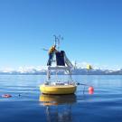 Brant on a buoy