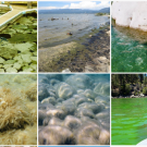 Photos of nearshore algae