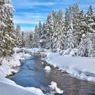 Truckee River surrounded by snowy trees