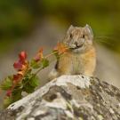 American Pika 