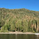 High Mortality of Firs on the West Shore of Tahoe