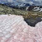 red snow caused by bacteria