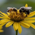 Two bees on yellow flower
