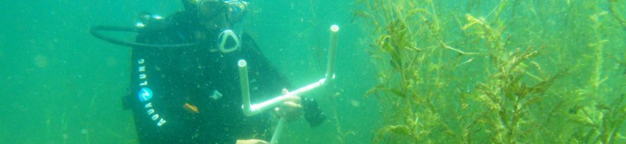 Research diver measuring curlyleaf pondweed