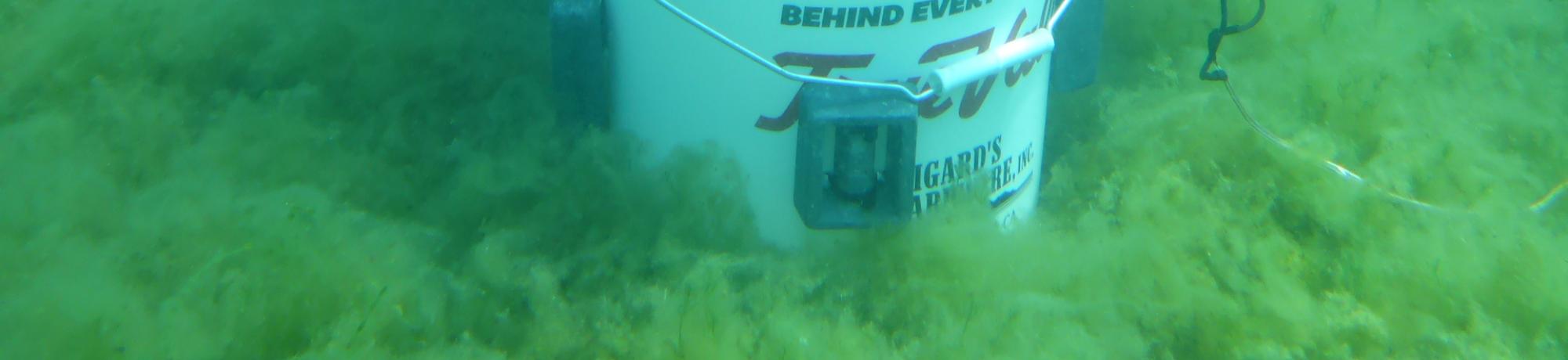 Bucket of Metaphyton 