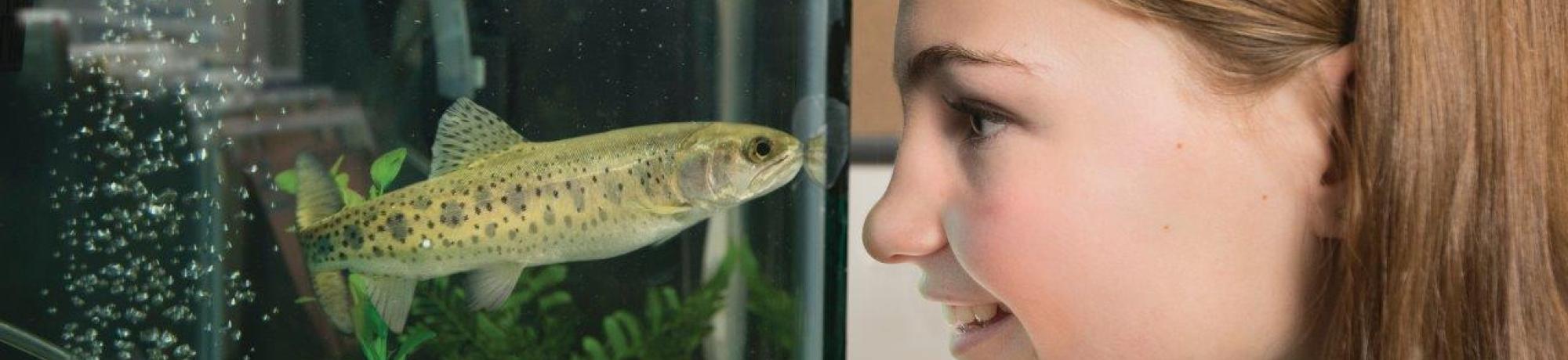 A student looks at a Lahontan Cutthroat Trout in a tank in the Science Center.