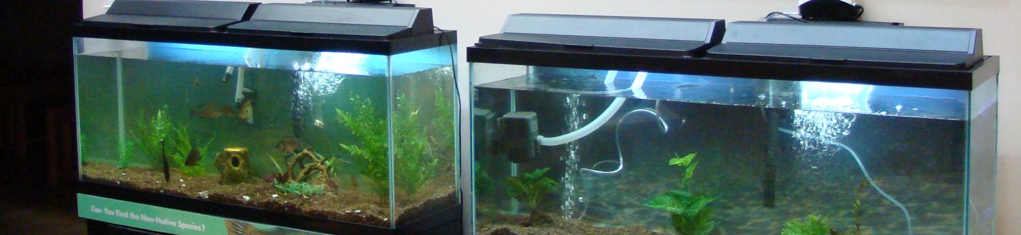 Aquarium exhibit of native and non-native fish 