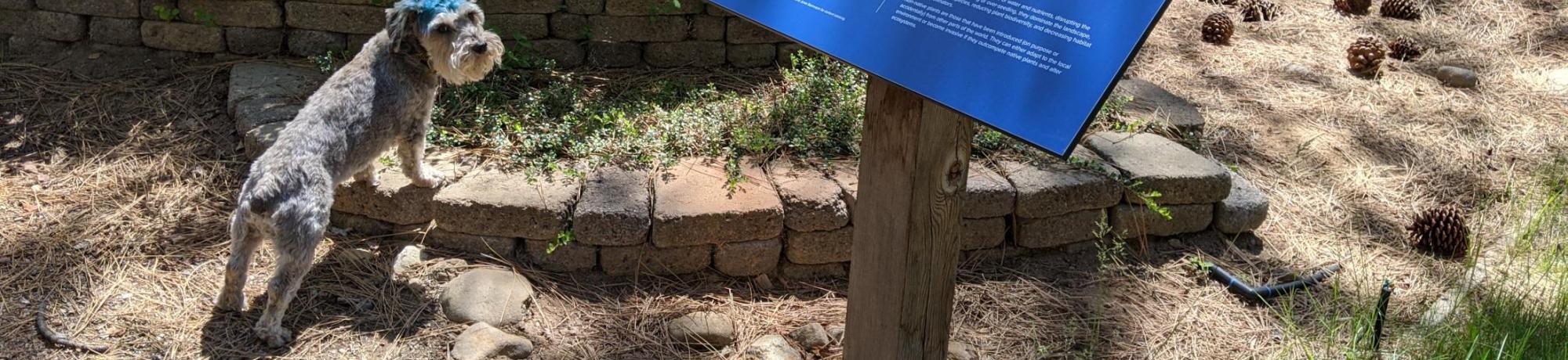 All visitors welcome at the North Tahoe Demo Garden 