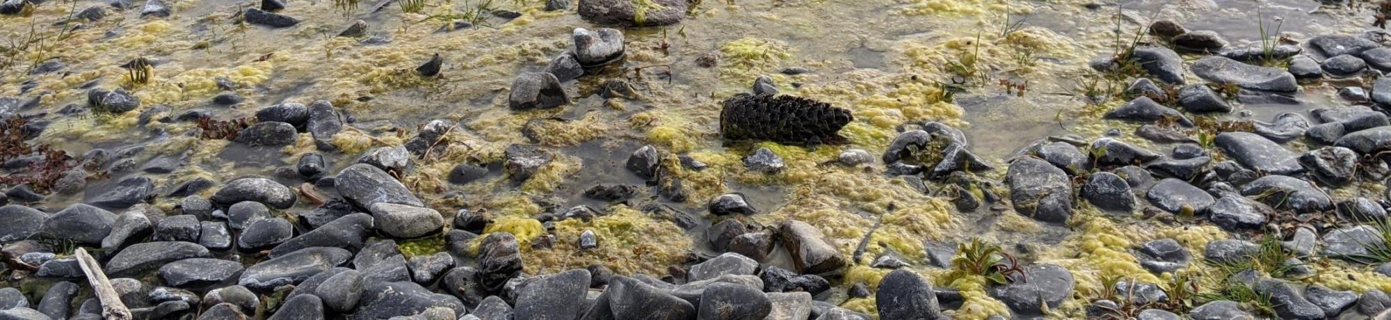 Algae in Skylandia beach at Lake Tahoe