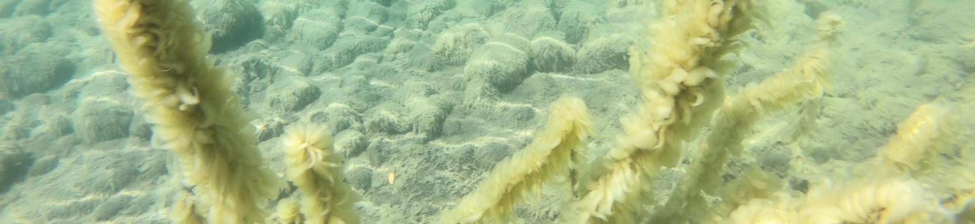 Stalked Diatoms